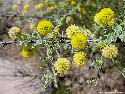acacia, mescat